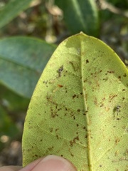 Stephanitis pyrioides