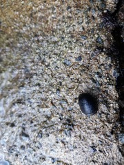 Nerita melanotragus