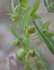 Lysimachia linum-stellatum