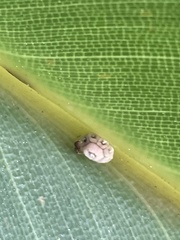Ceroplastes cirripediformis