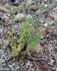 Lysimachia linum-stellatum