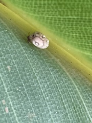 Ceroplastes cirripediformis