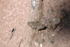 Systasea microsticta