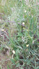 Lathyrus annuus