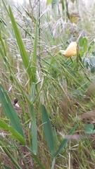 Lathyrus annuus