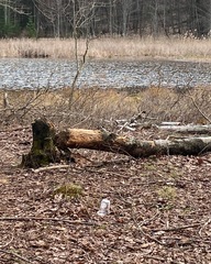 Dryobates villosus villosus