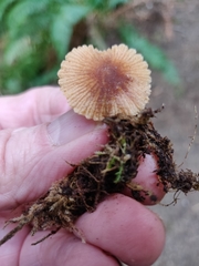 Galerina stordalii