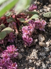 Calyptridium pulchellum