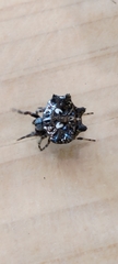 Thelacantha brevispina