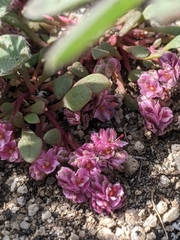 Calyptridium pulchellum