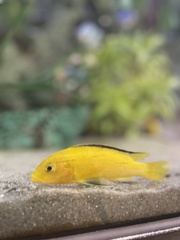 Labidochromis caeruleus