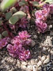 Calyptridium pulchellum