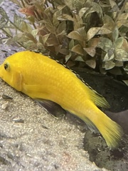 Labidochromis caeruleus