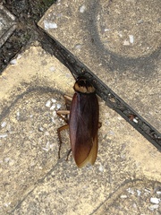 Periplaneta americana
