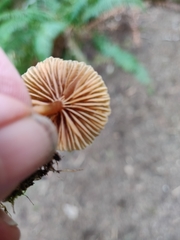 Galerina stordalii