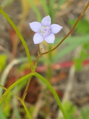 Image of Wahlenbergia marginata