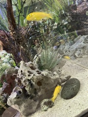 Labidochromis caeruleus