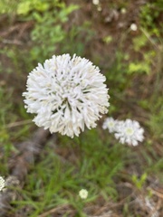 Marshallia caespitosa