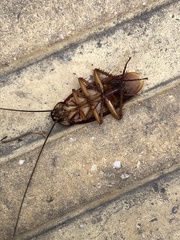 Periplaneta americana