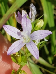 Triodanis perfoliata image