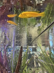 Labidochromis caeruleus