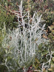 Tetradymia comosa