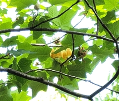 Liriodendron × sinoamericanum