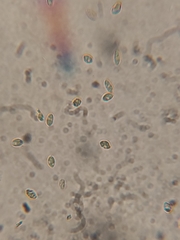 Galerina stordalii