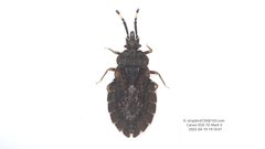 Aradus corticalis