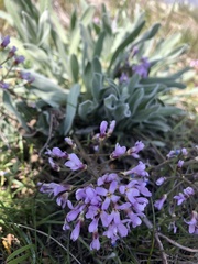 Phoenicaulis cheiranthoides