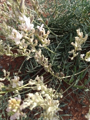 Astragalus flavus