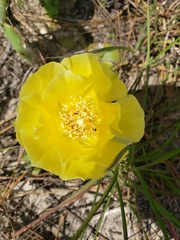 Opuntia drummondii