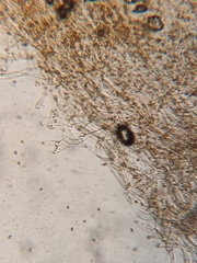 Galerina stordalii