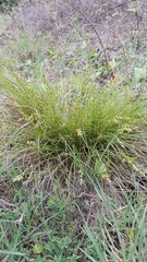 Carex divulsa