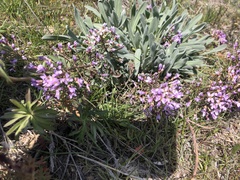 Phoenicaulis cheiranthoides