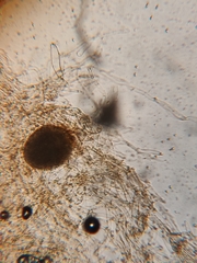Galerina stordalii