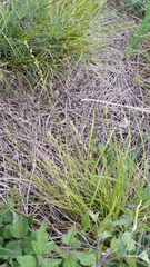 Carex divulsa
