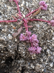 Calyptridium pulchellum