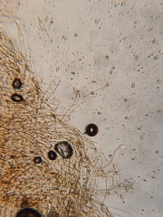 Galerina stordalii