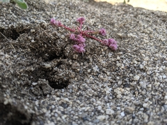 Calyptridium pulchellum