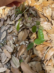 Magnoliopsida