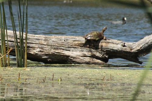 iNaturalist observation photo of Northwestern Pond Turtle