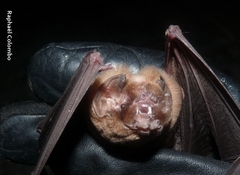 Mormoops megalophylla