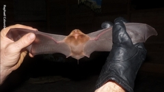 Mormoops megalophylla