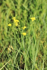 Linum sulcatum