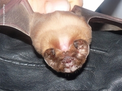 Mormoops megalophylla