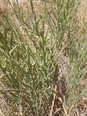 Salicornia rubra
