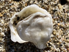 Ostrea lurida