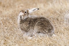 Lepus townsendii