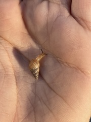 Bulimulus bonariensis image